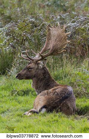 Stock Image - "Fallow Deer (Dama dama), buck laying down in grass pasture, Wales, United Kingdom, Europe". Fotosearch