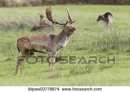"Fallow Deer (Dama dama), buck groaning, in grass pasture, Wales, United Kingdom, Europe" View Large Photo Image Picture - "Fallow Deer (Dama dama), buck groaning, in grass pasture, Wales, United Kingdom, Europe". Fotosearch