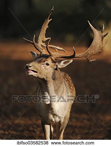 Stock Photo - "Fallow Deer (Dama dama), buck roaring during the rutting season, captive, Lower Saxony, Germany, Europe". Fotosearch