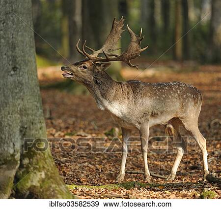 "Fallow Deer (Dama dama), buck, roaring during the rutting season, captive, Lower Saxony, Germany, Europe" View Large Photo Image Stock Photo - "Fallow Deer (Dama dama), buck, roaring during the rutting season, captive, Lower Saxony, Germany, Europe". Fotosearch