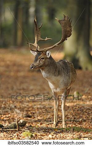 "Fallow Deer (Dama dama), buck, standing in the forest, captive, Lower Saxony, Germany, Europe" View Large Photo Image Stock Image - "Fallow Deer (Dama dama), buck, standing in the forest, captive, Lower Saxony, Germany, Europe". Fotosearch