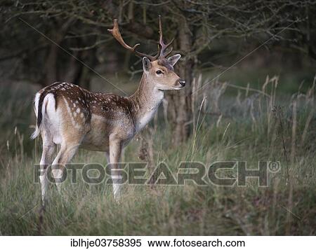 "Fallow Deer (Dama dama), buck, province of North Holland, The Netherlands, Europe" View Large Photo Image Stock Photography - "Fallow Deer (Dama dama), buck, province of North Holland, The Netherlands, Europe". Fotosearch