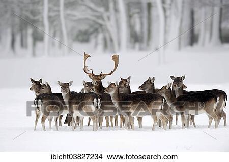 "Fallow Deer (Dama dama), buck with does in winter, North Rhine-Westphalia, Germany, Europe" View Large Photo Image Picture - "Fallow Deer (Dama dama), buck with does in winter, North Rhine-Westphalia, Germany, Europe". Fotosearch