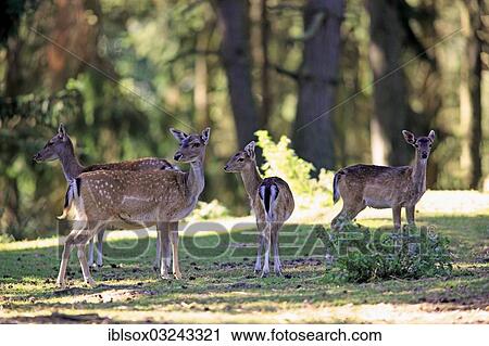 "Fallow deer (Dama dama), captive, group of does and fawns, Hesse, Germany, Europe" View Large Photo Image Stock Image - "Fallow deer (Dama dama), captive, group of does and fawns, Hesse, Germany, Europe". Fotosearch
