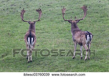 "Fallow deer (Dama dama), captive, Saarland, Germany, Europe" View Large Photo Image Stock Photo - "Fallow deer (Dama dama), captive, Saarland, Germany, Europe". Fotosearch