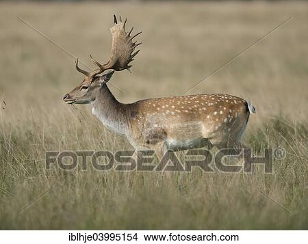 "Fallow Deer (Dama dama), Copenhagen Denmark" View Large Photo Image Picture - "Fallow Deer (Dama dama), Copenhagen Denmark". Fotosearch