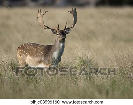 "Fallow Deer (Dama dama), Copenhagen Denmark" View Large Photo Image Stock Image - "Fallow Deer (Dama dama), Copenhagen Denmark". Fotosearch