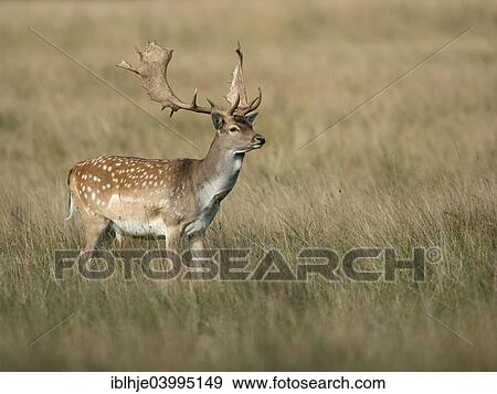"Fallow Deer (Dama dama), Copenhagen Denmark" View Large Photo Image Stock Photo - "Fallow Deer (Dama dama), Copenhagen Denmark". Fotosearch