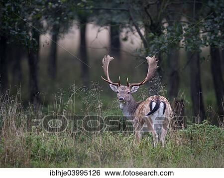 Stock Photograph - "Fallow Deer (Dama dama), Copenhagen Denmark". Fotosearch