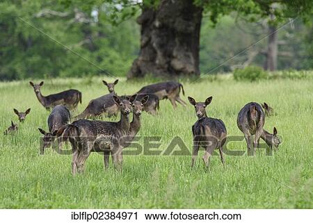 Stock Image - "Fallow Deer (Dama dama), dark form, does, herd grazing in parkland, Northamptonshire, England, United Kingdom, Europe". Fotosearch