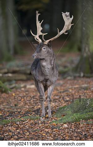 Fallow Deer (Dama dama), Daun, Eifel, Rhineland-Palatinate, Germany, Europe View Large Photo Image Stock Photograph - Fallow Deer (Dama dama), Daun, Eifel, Rhineland-Palatinate, Germany, Europe. Fotosearch