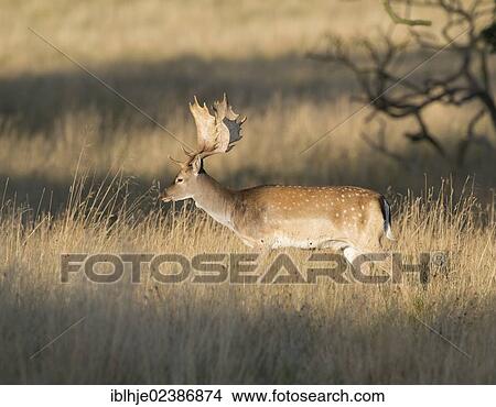 "Fallow Deer (Dama dama), Denmark, Europe" View Large Photo Image Picture - "Fallow Deer (Dama dama), Denmark, Europe". Fotosearch