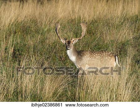 "Fallow Deer (Dama dama), Denmark, Europe" View Large Photo Image Stock Image - "Fallow Deer (Dama dama), Denmark, Europe". Fotosearch