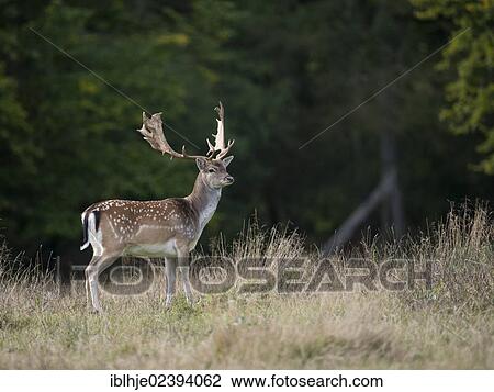 "Fallow Deer (Dama dama), Denmark, Europe" View Large Photo Image Stock Image - "Fallow Deer (Dama dama), Denmark, Europe". Fotosearch