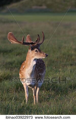 Stock Image - "Fallow deer (Dama dama), Denmark, Europe". Fotosearch