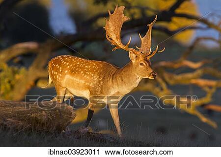 "Fallow deer (Dama dama), Denmark, Europe" View Large Photo Image Stock Image - "Fallow deer (Dama dama), Denmark, Europe". Fotosearch