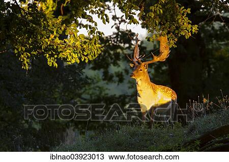 "Fallow deer (Dama dama), Denmark, Europe" View Large Photo Image Stock Image - "Fallow deer (Dama dama), Denmark, Europe". Fotosearch