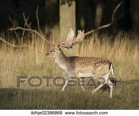 "Fallow Deer (Dama dama), Denmark, Europe" View Large Photo Image Stock Photo - "Fallow Deer (Dama dama), Denmark, Europe". Fotosearch