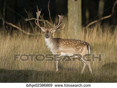 "Fallow Deer (Dama dama), Denmark, Europe" View Large Photo Image Stock Photo - "Fallow Deer (Dama dama), Denmark, Europe". Fotosearch