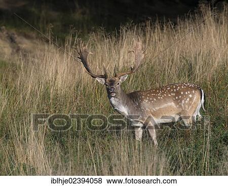 "Fallow Deer (Dama dama), Denmark, Europe" View Large Photo Image Stock Photo - "Fallow Deer (Dama dama), Denmark, Europe". Fotosearch