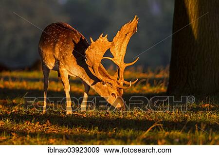 Stock Photo - "Fallow deer (Dama dama), Denmark, Europe". Fotosearch