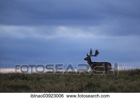 "Fallow deer (Dama dama), Denmark, Europe" View Large Photo Image Stock Photograph - "Fallow deer (Dama dama), Denmark, Europe". Fotosearch