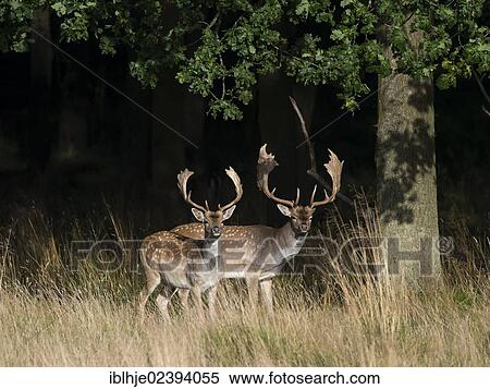 "Fallow Deer (Dama dama), Denmark, Europe" View Large Photo Image Stock Photography - "Fallow Deer (Dama dama), Denmark, Europe". Fotosearch