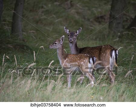 "Fallow Deer (Dama dama), doe and fawn, province of North Holland, The Netherlands, Europe" View Large Photo Image Picture - "Fallow Deer (Dama dama), doe and fawn, province of North Holland, The Netherlands, Europe". Fotosearch