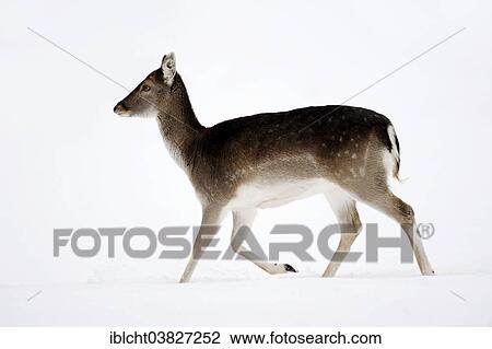 "Fallow Deer (Dama dama), doe in winter, North Rhine-Westphalia, Germany, Europe" View Large Photo Image Stock Image - "Fallow Deer (Dama dama), doe in winter, North Rhine-Westphalia, Germany, Europe". Fotosearch