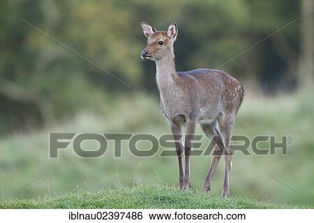 Stock Photograph - "Fallow deer (Dama dama), doe, Northern Denmark, Denmark, Europe". Fotosearch