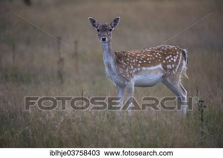 Stock Image - "Fallow Deer (Dama dama), doe, province of North Holland, The Netherlands, Europe". Fotosearch