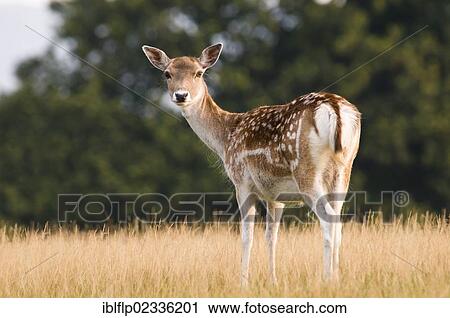 "Fallow Deer (Dama dama) doe, standing in grass, Knole Deer Park, Sevenoaks, Kent, England, United Kingdom, Europe" View Large Photo Image Stock Image - "Fallow Deer (Dama dama) doe, standing in grass, Knole Deer Park, Sevenoaks, Kent, England, United Kingdom, Europe". Fotosearch