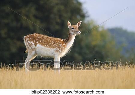 "Fallow Deer (Dama dama) doe, standing in grass, Knole Deer Park, Sevenoaks, Kent, England, United Kingdom, Europe" View Large Photo Image Stock Image - "Fallow Deer (Dama dama) doe, standing in grass, Knole Deer Park, Sevenoaks, Kent, England, United Kingdom, Europe". Fotosearch