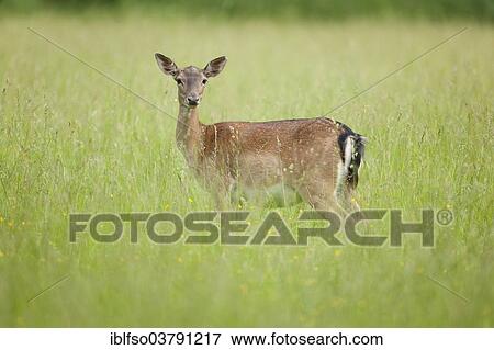 "Fallow deer (Dama dama), doe standing on a meadow, captive, Bavaria, Germany, Europe" View Large Photo Image Stock Photo - "Fallow deer (Dama dama), doe standing on a meadow, captive, Bavaria, Germany, Europe". Fotosearch
