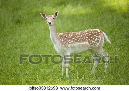 "Fallow Deer (Dama dama), doe standing on a meadow, captive, Bavaria, Germany, Europe" View Large Photo Image Stock Photo - "Fallow Deer (Dama dama), doe standing on a meadow, captive, Bavaria, Germany, Europe". Fotosearch