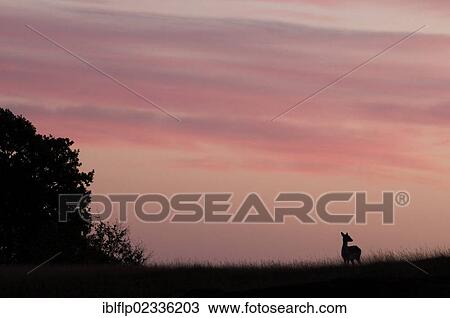 "Fallow Deer (Dama dama) doe, silhouetted at sunrise, Kent, England, United Kingdom, Europe" View Large Photo Image Stock Image - "Fallow Deer (Dama dama) doe, silhouetted at sunrise, Kent, England, United Kingdom, Europe". Fotosearch