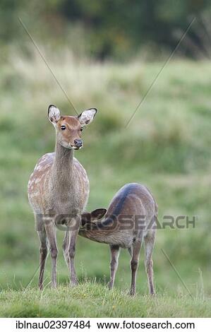 "Fallow deer (Dama dama), fawn suckling, doe, Northern Denmark, Denmark, Europe" View Large Photo Image Picture - "Fallow deer (Dama dama), fawn suckling, doe, Northern Denmark, Denmark, Europe". Fotosearch