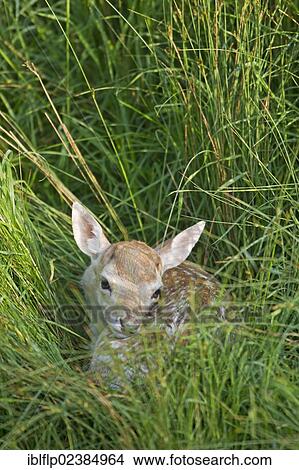 "Fallow Deer (Dama dama), fawn, resting in grass, Suffolk, England, United Kingdom, Europe" View Large Photo Image Picture - "Fallow Deer (Dama dama), fawn, resting in grass, Suffolk, England, United Kingdom, Europe". Fotosearch