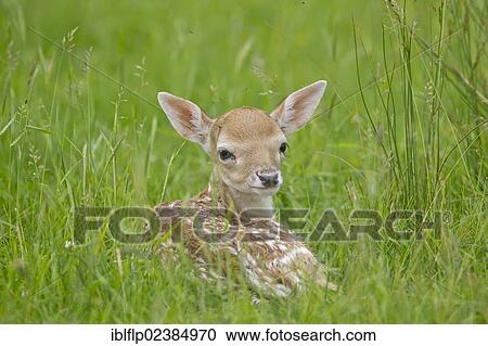 "Fallow Deer (Dama dama), fawn, resting in grass, Suffolk, England, United Kingdom, Europe" View Large Photo Image Stock Image - "Fallow Deer (Dama dama), fawn, resting in grass, Suffolk, England, United Kingdom, Europe". Fotosearch