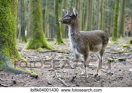 "Fallow Deer (Dama dama), female in the winter coat, captive, Poing Wildlife Park, Upper Bavaria, Bavaria, Germany, Europe" View Large Photo Image Stock Image - "Fallow Deer (Dama dama), female in the winter coat, captive, Poing Wildlife Park, Upper Bavaria, Bavaria, Germany, Europe". Fotosearch