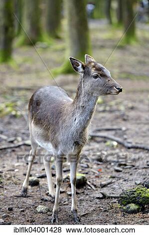 Stock Photo - "Fallow Deer (Dama dama), female in the winter coat, captive, Poing Wildlife Park, Upper Bavaria, Bavaria, Germany, Europe". Fotosearch
