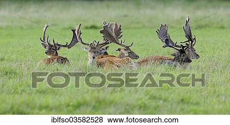 "Fallow Deer (Dama dama), herd of bucks lying on a meadow, captive, Bavaria, Germany, Europe" View Large Photo Image Stock Photo - "Fallow Deer (Dama dama), herd of bucks lying on a meadow, captive, Bavaria, Germany, Europe". Fotosearch