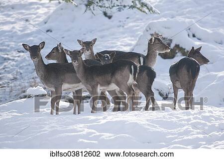 "Fallow Deer (Dama dama), herd standing in the snow, captive, Bavaria, Germany, Europe" View Large Photo Image Stock Image - "Fallow Deer (Dama dama), herd standing in the snow, captive, Bavaria, Germany, Europe". Fotosearch