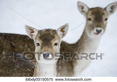 Stock Photography - "Fallow Deer (Dama dama), hinds, captive, Wildgehege Klovensteen, Rissen, Hamburg, Germany, Europe". Fotosearch