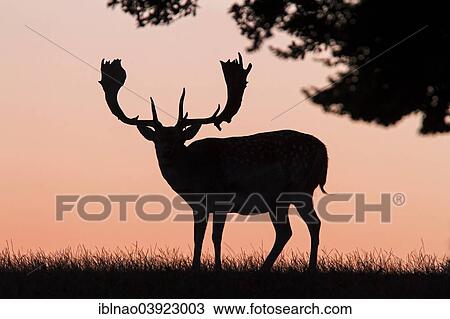 "Fallow deer (Dama dama) in backlight, Denmark, Europe" View Large Photo Image Stock Image - "Fallow deer (Dama dama) in backlight, Denmark, Europe". Fotosearch