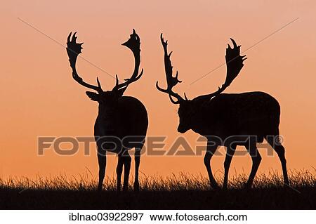 "Fallow deer (Dama dama) in backlight, Denmark, Europe" View Large Photo Image Stock Photo - "Fallow deer (Dama dama) in backlight, Denmark, Europe". Fotosearch