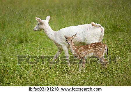 Stock Photo - "Fallow deer (Dama dama), light-colored doe with normal calf, captive, Bavaria, Germany, Europe". Fotosearch