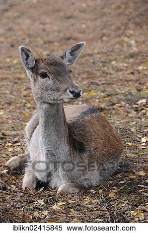 Fallow Deer (Dama dama), Lueneburg, Lower Saxony, Germany, Europe View Large Photo Image Stock Photography - Fallow Deer (Dama dama), Lueneburg, Lower Saxony, Germany, Europe. Fotosearch