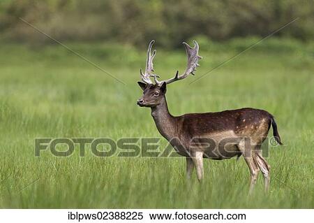 Stock Photography - "Fallow deer (Dama dama), male, in grass pasture, South Wales, United Kingdom, Europe". Fotosearch