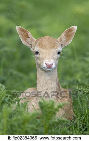 "Fallow Deer (Dama dama), pale form, fawn, resting amongst thistles, Suffolk, England, United Kingdom, Europe" View Large Photo Image Stock Photograph - "Fallow Deer (Dama dama), pale form, fawn, resting amongst thistles, Suffolk, England, United Kingdom, Europe". Fotosearch